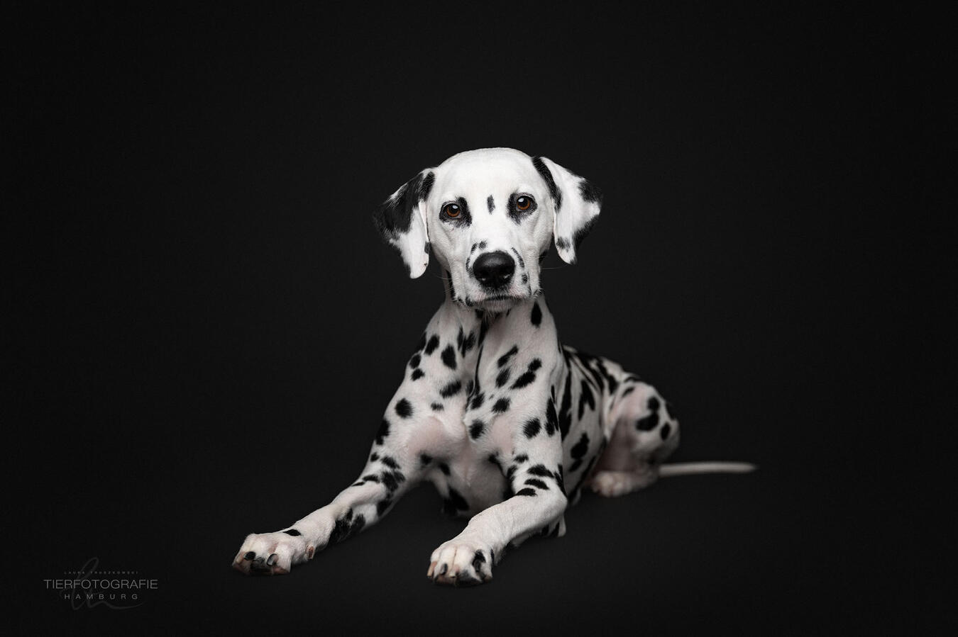 Zelda Dalmatian beauty