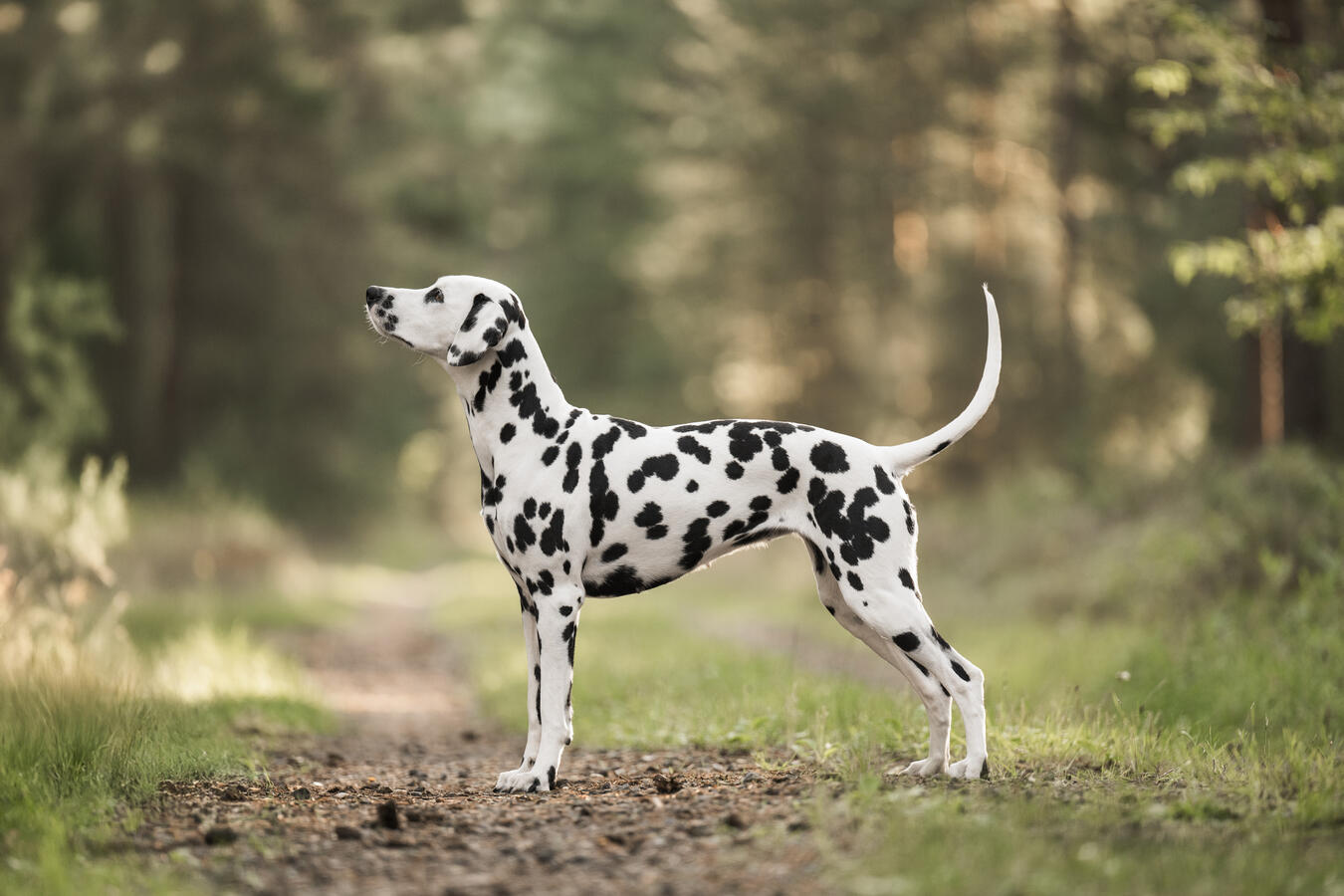 Zelda, Dalmatian black/white Dalmatian