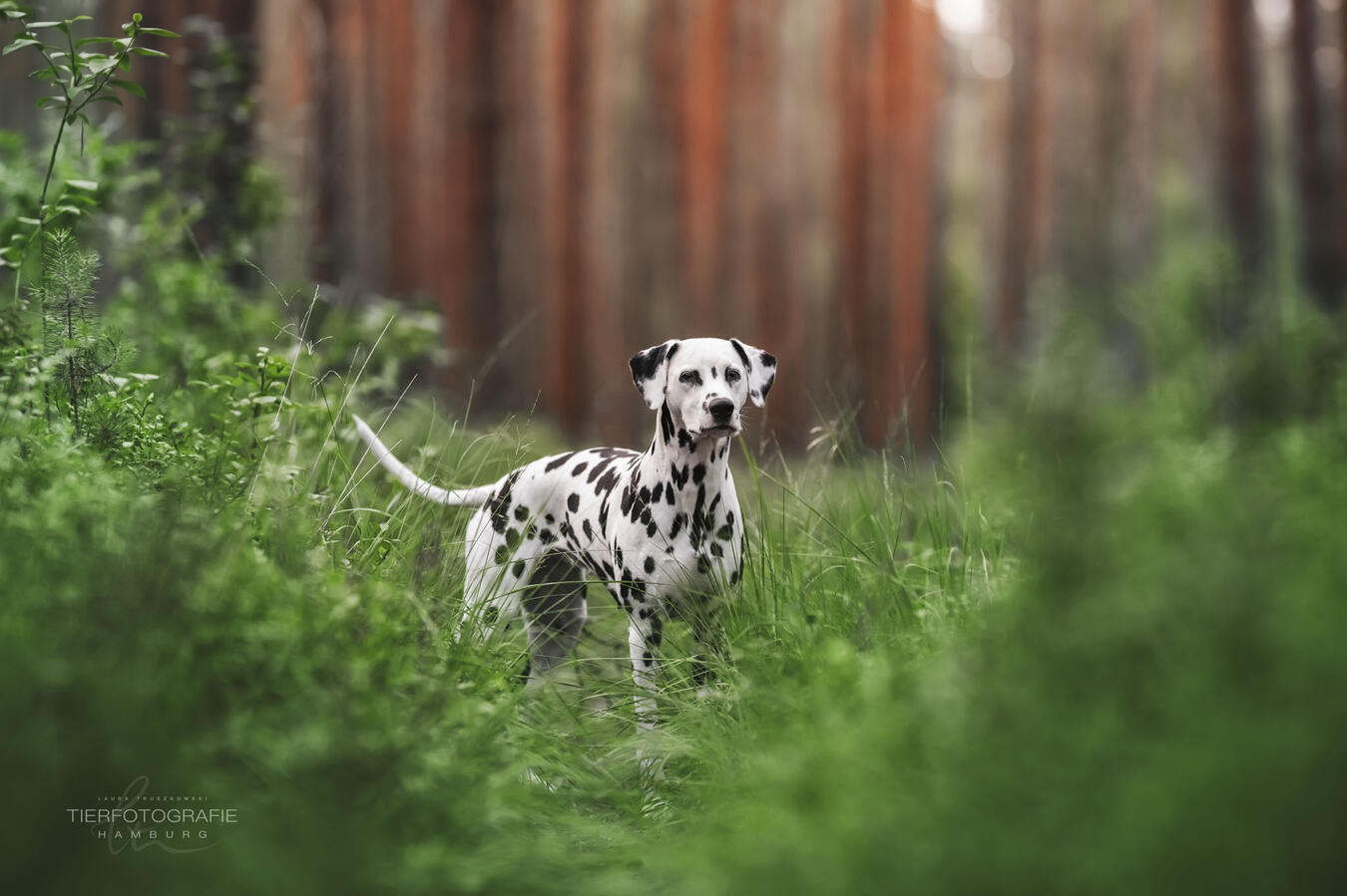 Zelda in the forest Dalmatian in forest