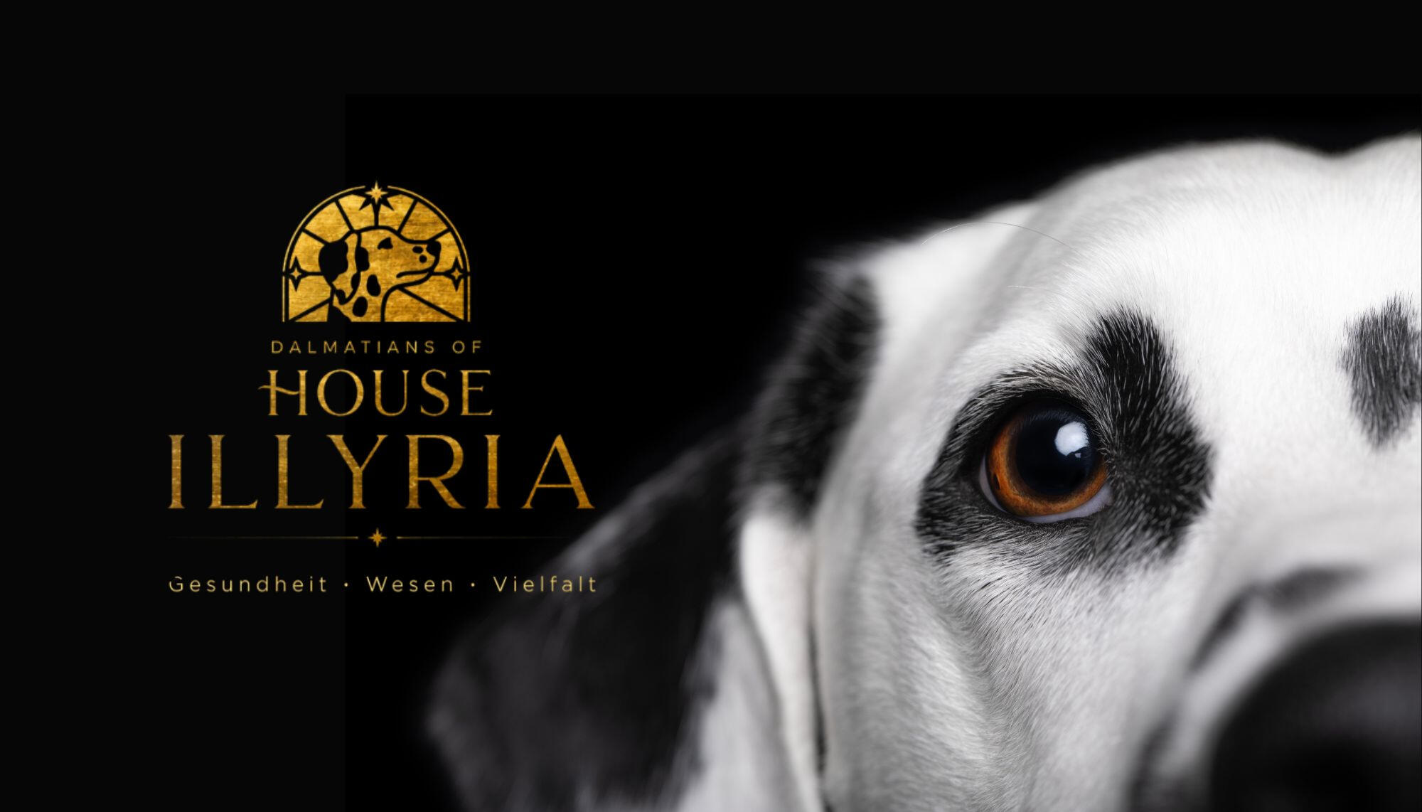 Dalmatians of House Illyria Eine kleine VDH-anerkannte Dalmatinerzucht bei Hannover