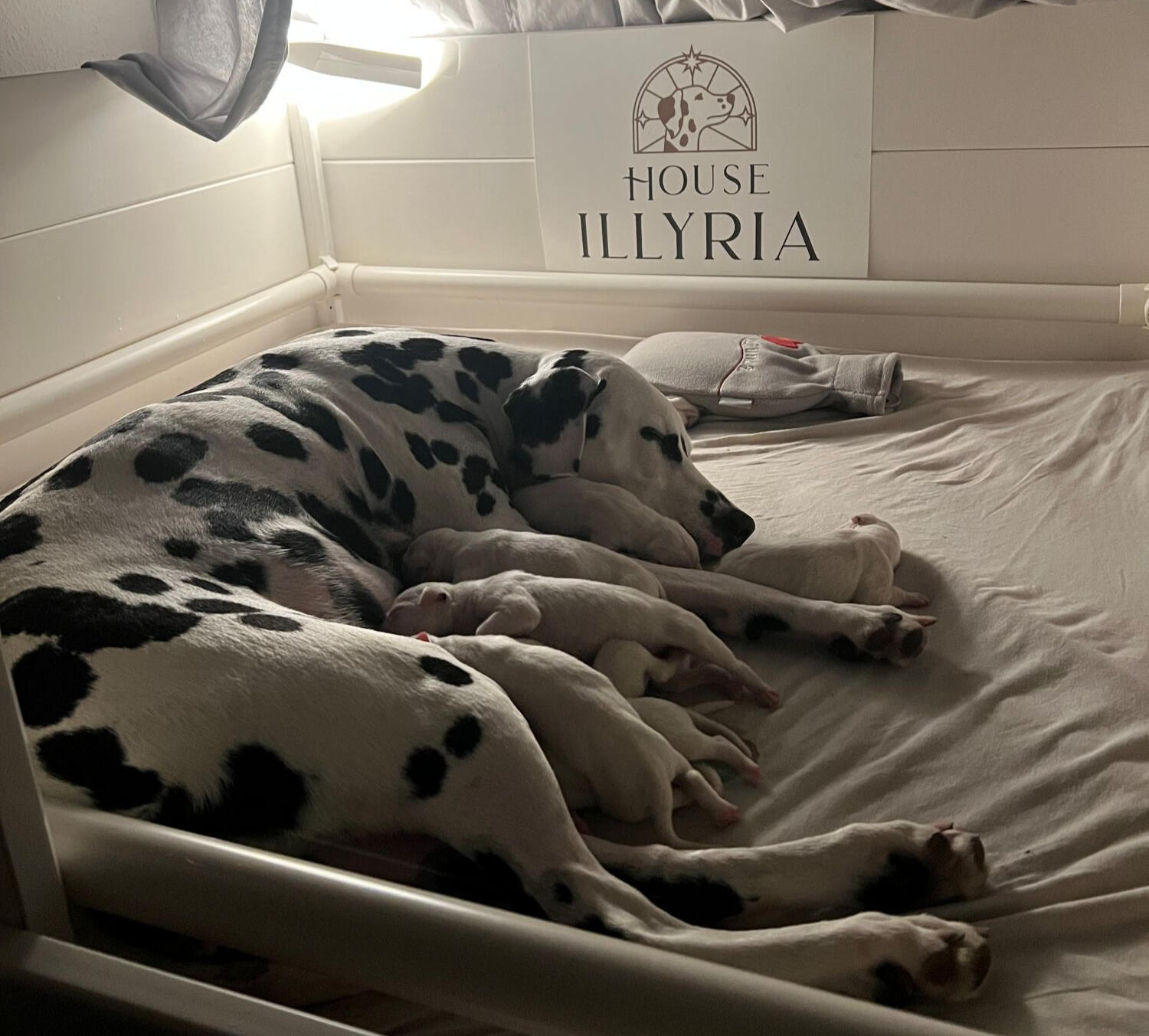 Newborn Dalmatian Puppies Dalmatiner Wurf