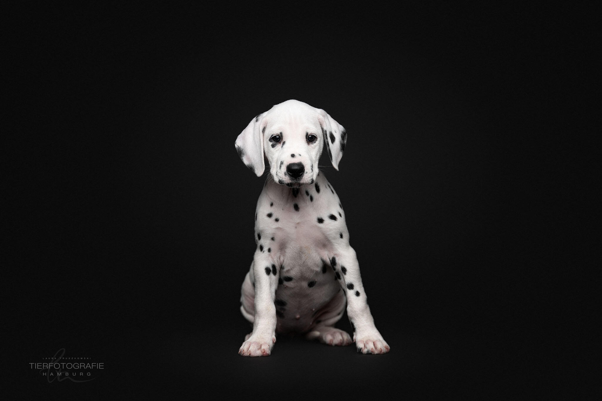 Yuma, Dalmatian Puppy Dalmatiner Welpe